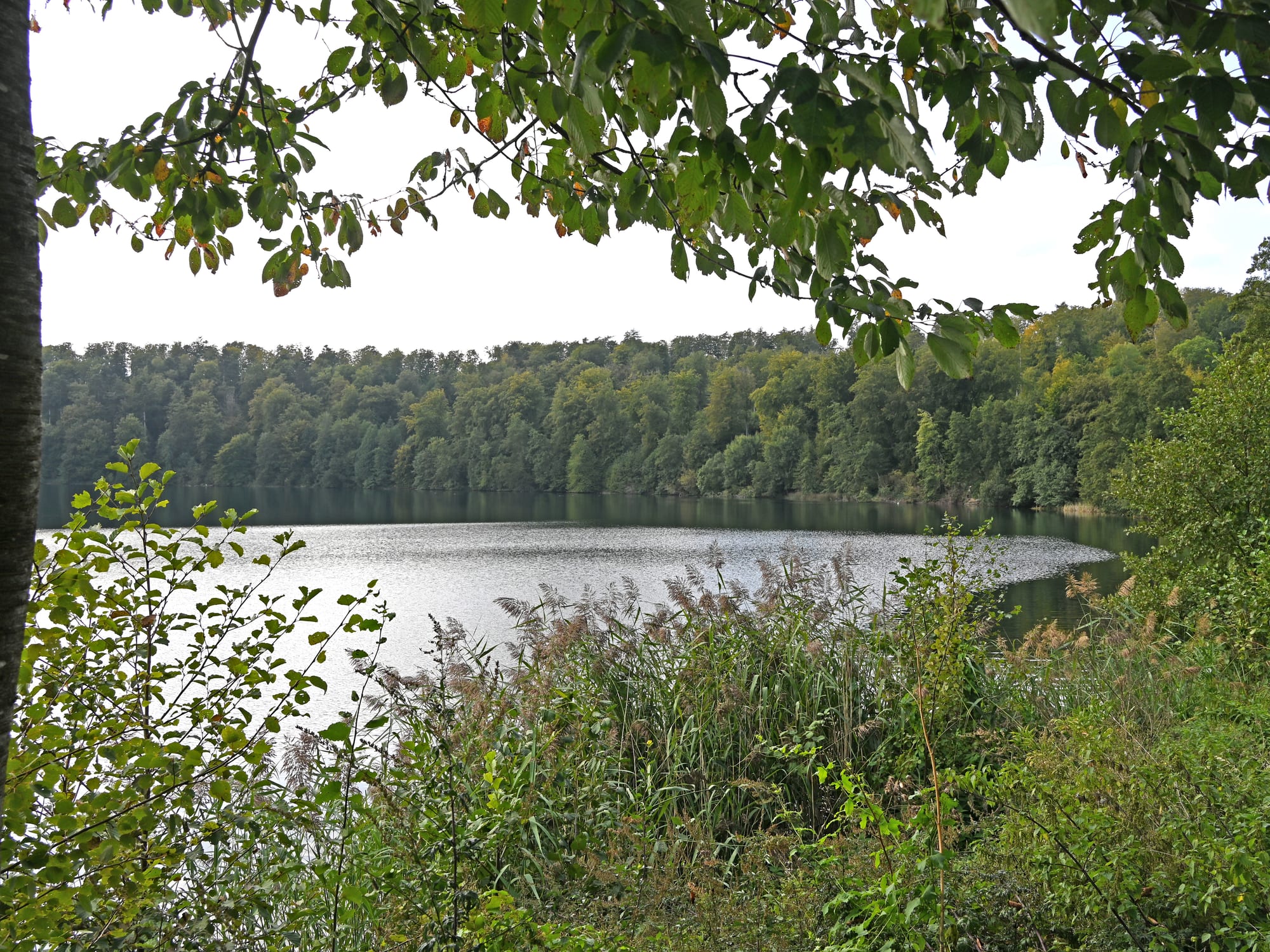 Kratersee-Maar der Vulkaneifel nahe Immerath